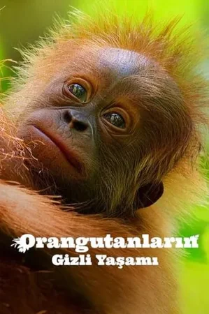 Orangutanların Gizli Yaşamı 2024 Full HD Türkçe Dublaj Film İzle